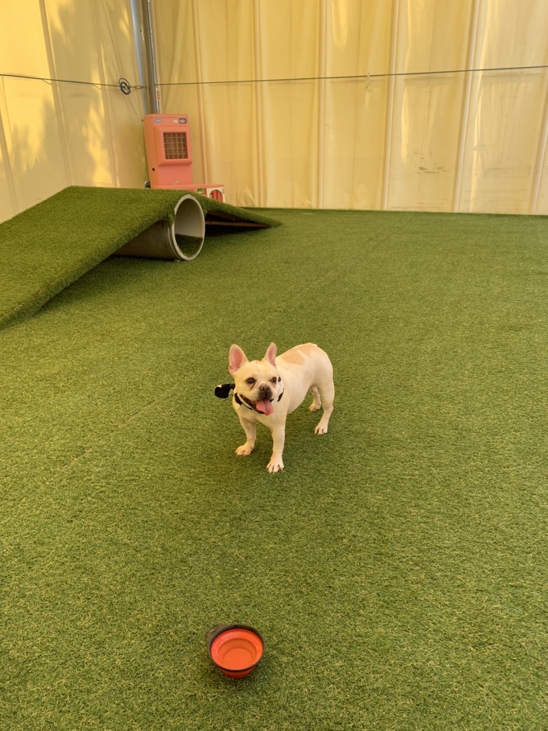 わんPARK ドッグランの実際の写真