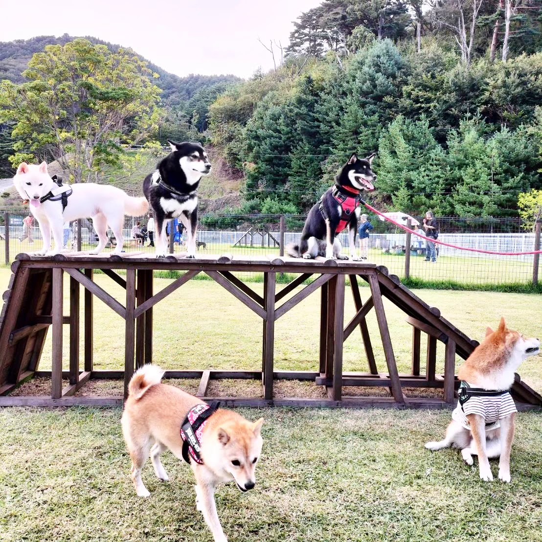 DOG RUN シーガルパーク