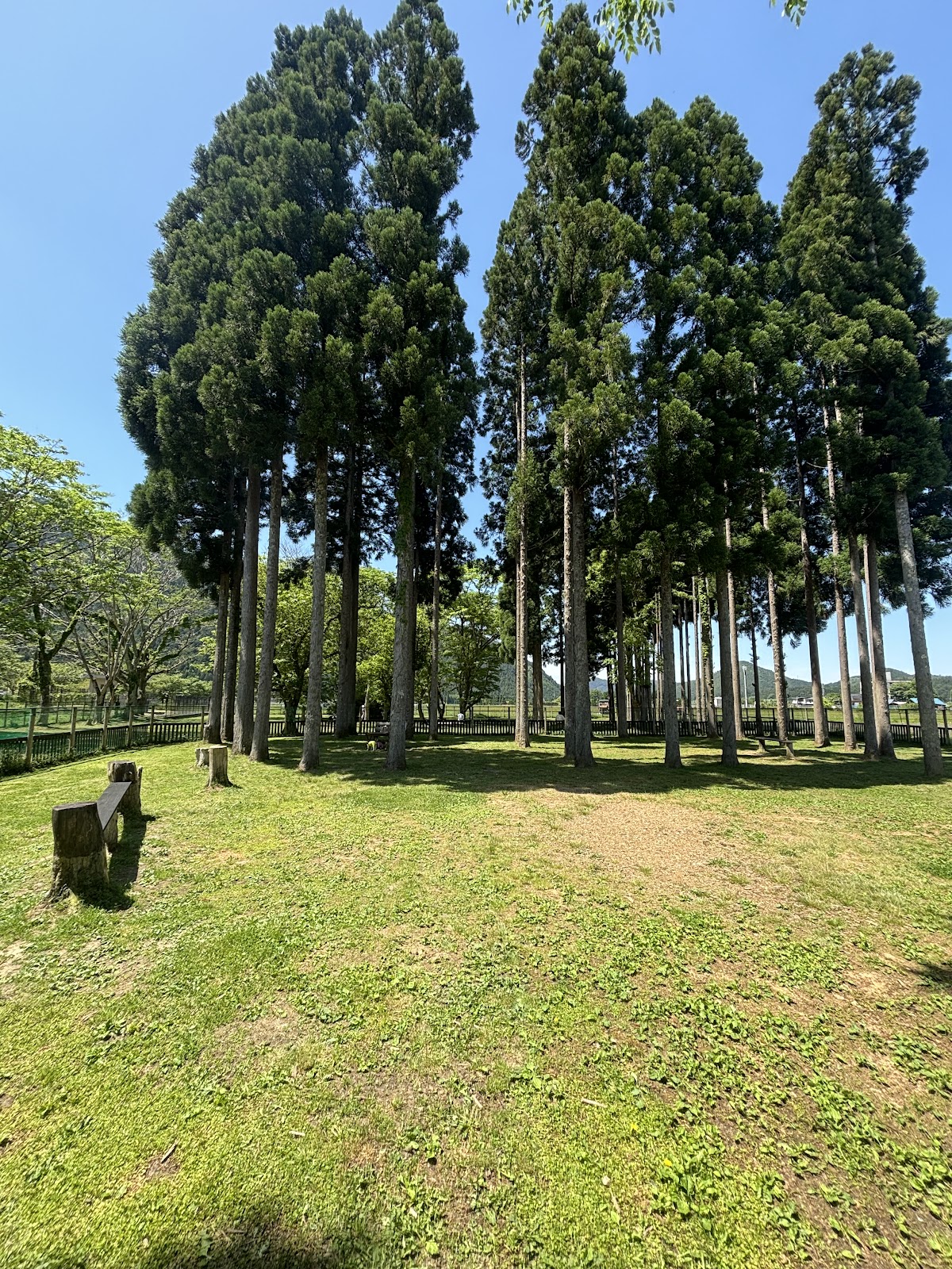 DOG PARK 山国 ドッグラン