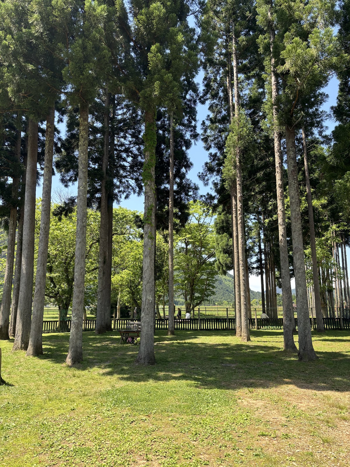 DOG PARK 山国 ドッグランの実際の写真