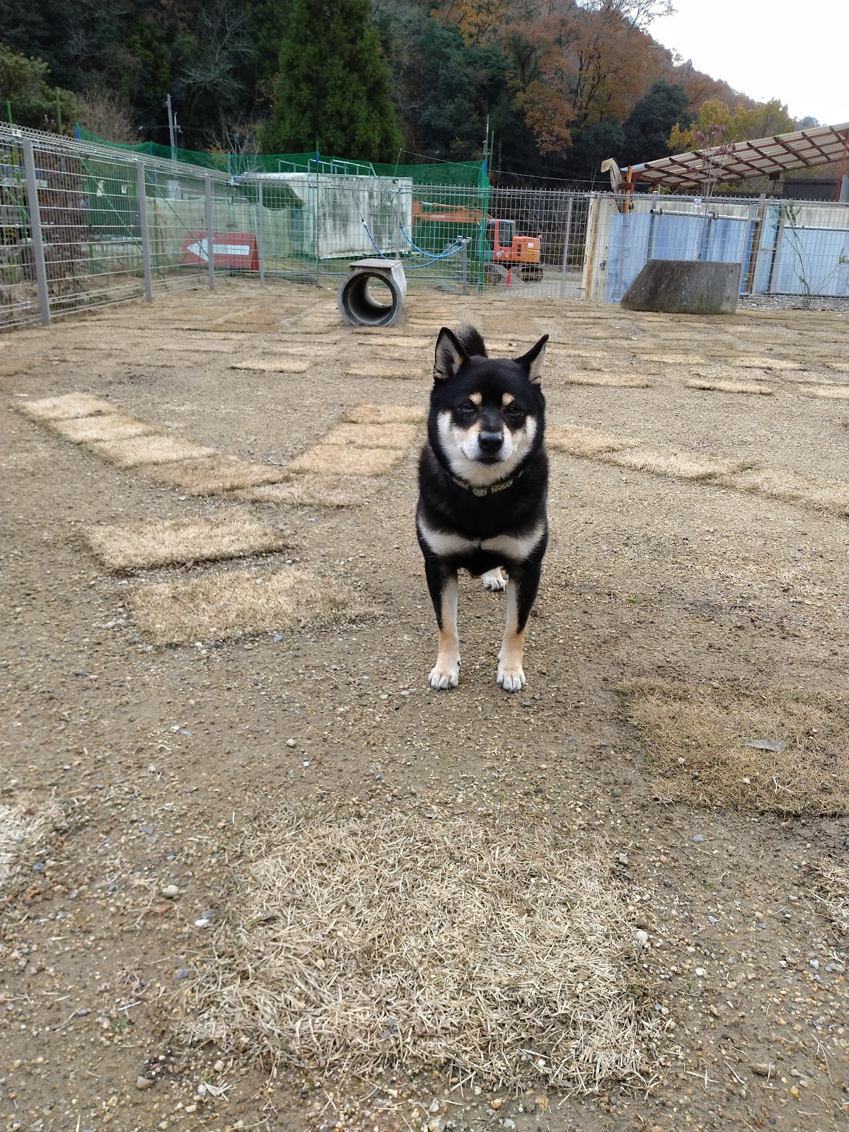 ドッグラン ラブの実際の写真