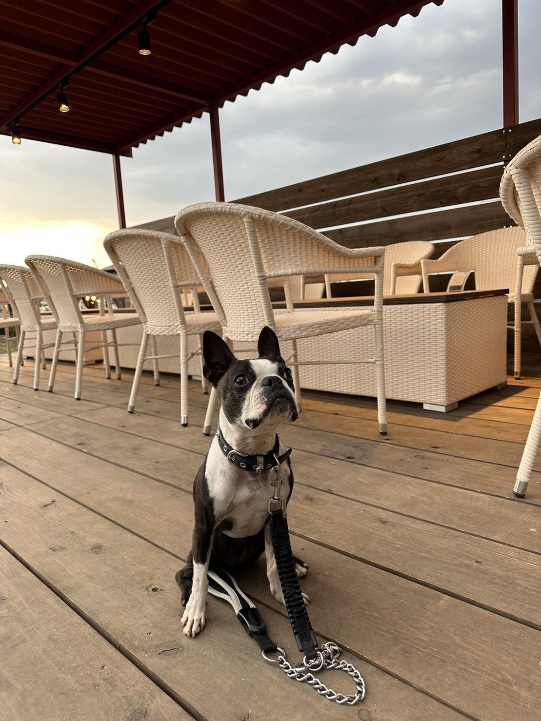 NATURAL DOGPARKの実際の写真