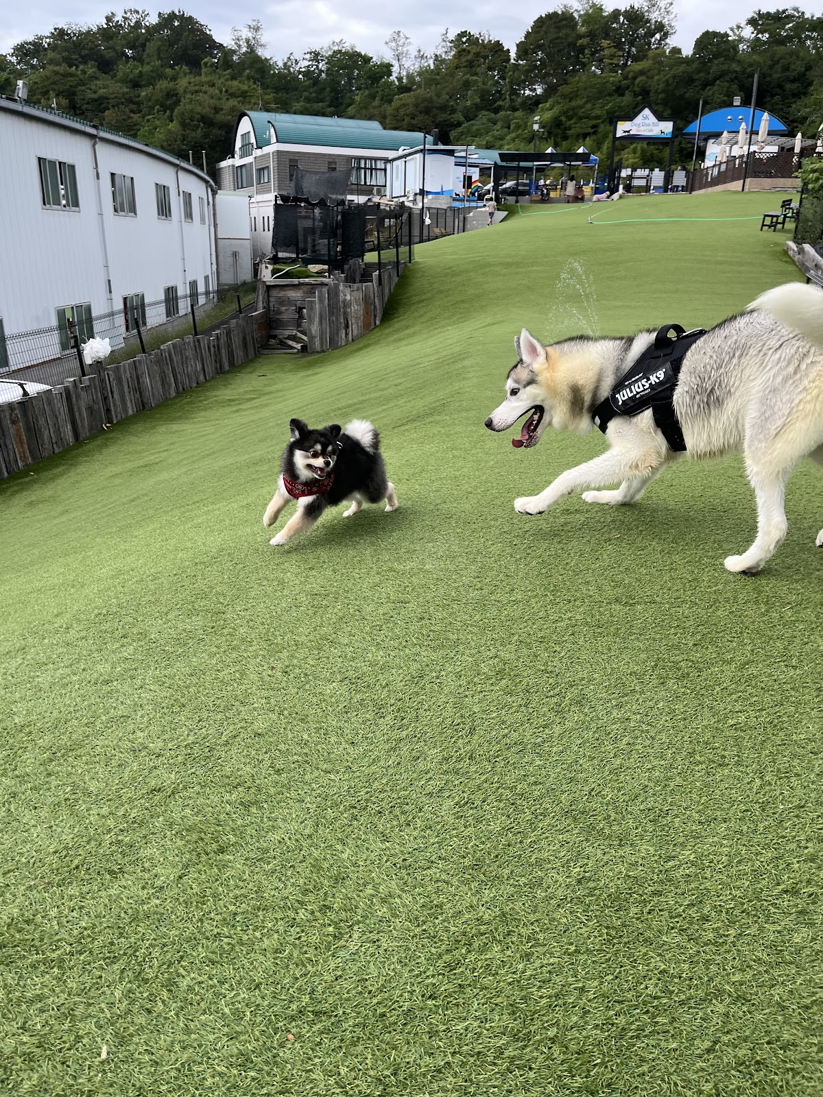 SKドッグランヒルの実際の写真
