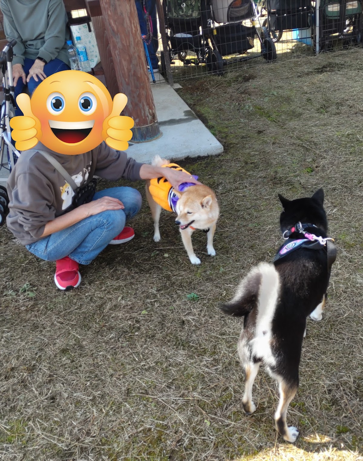 グリーンピア三陸みやこ ドッグランの実際の写真
