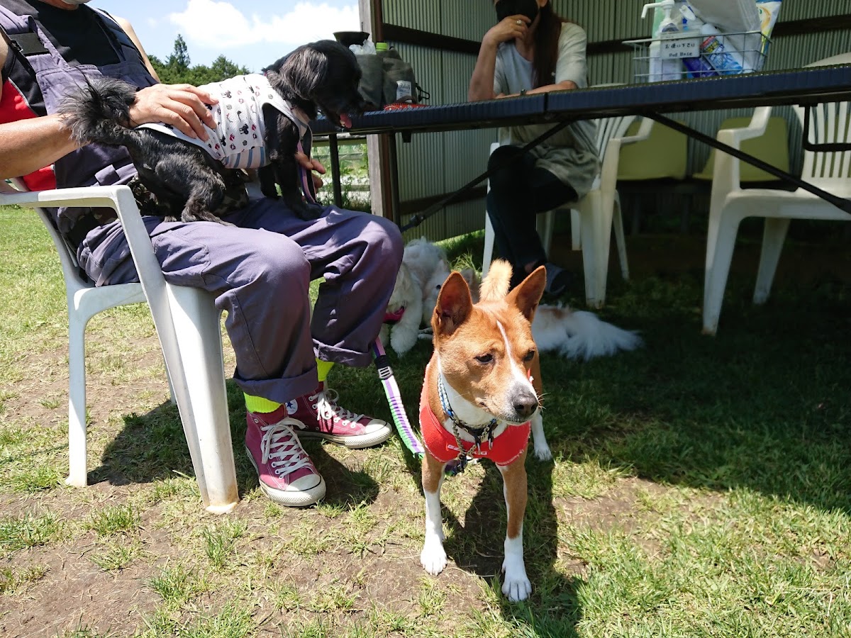 Dog Base ドッグランの実際の写真