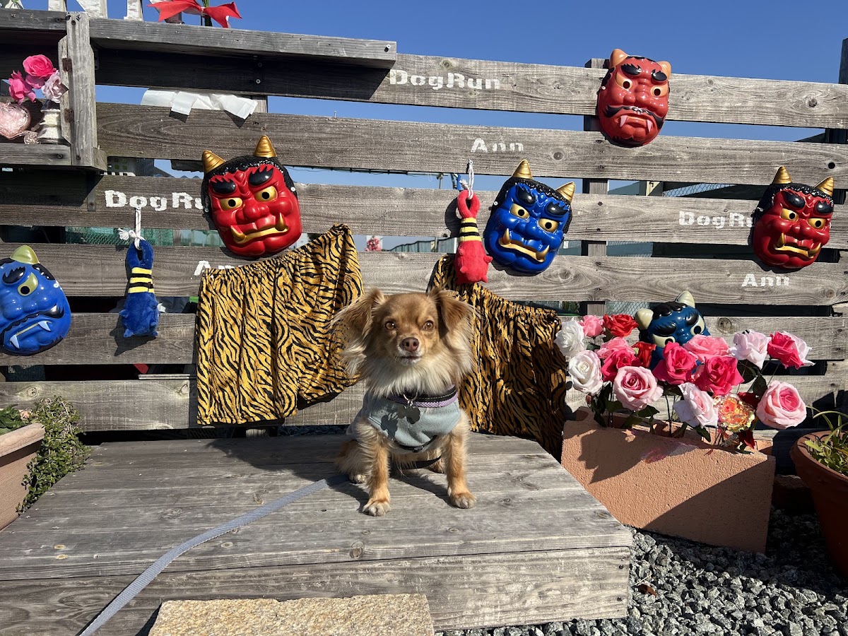 DogRunAnnの実際の写真