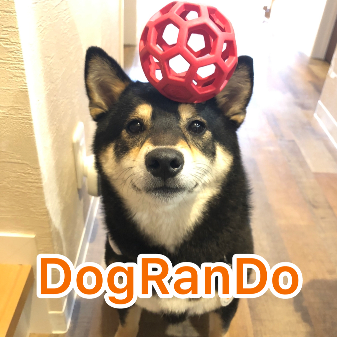 【完全予約制】貸切型ドッグラン Dog Ran Doの実際の写真