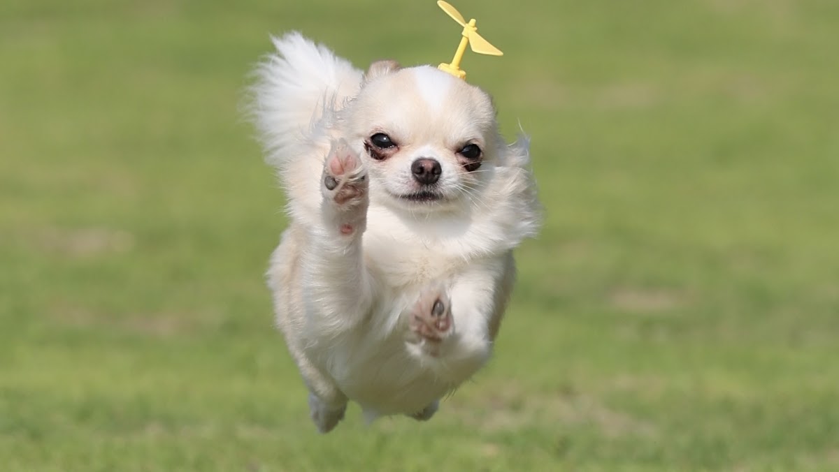 【カメラマン常駐ドッグラン】sui Dogrun (スイドッグラン）の実際の写真