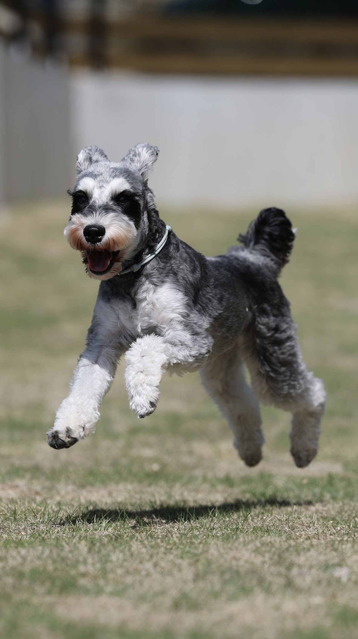 【カメラマン常駐ドッグラン】sui Dogrun (スイドッグラン）の実際の写真