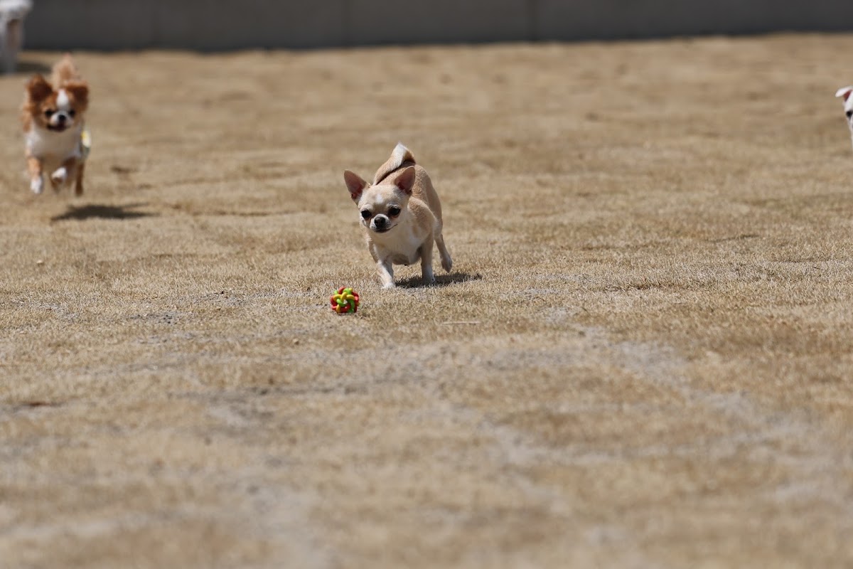 【カメラマン常駐ドッグラン】sui Dogrun (スイドッグラン）の実際の写真
