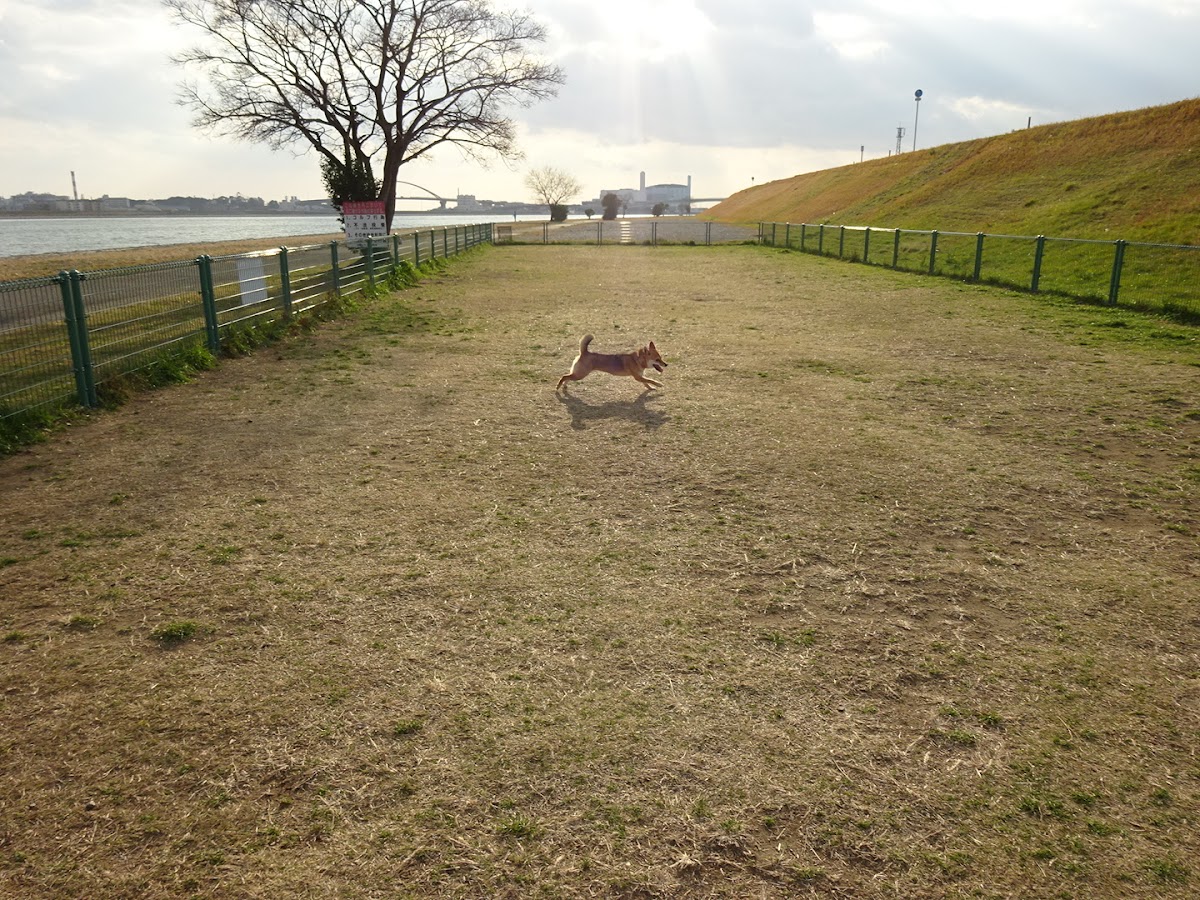 紀の川第1緑地ドッグラン