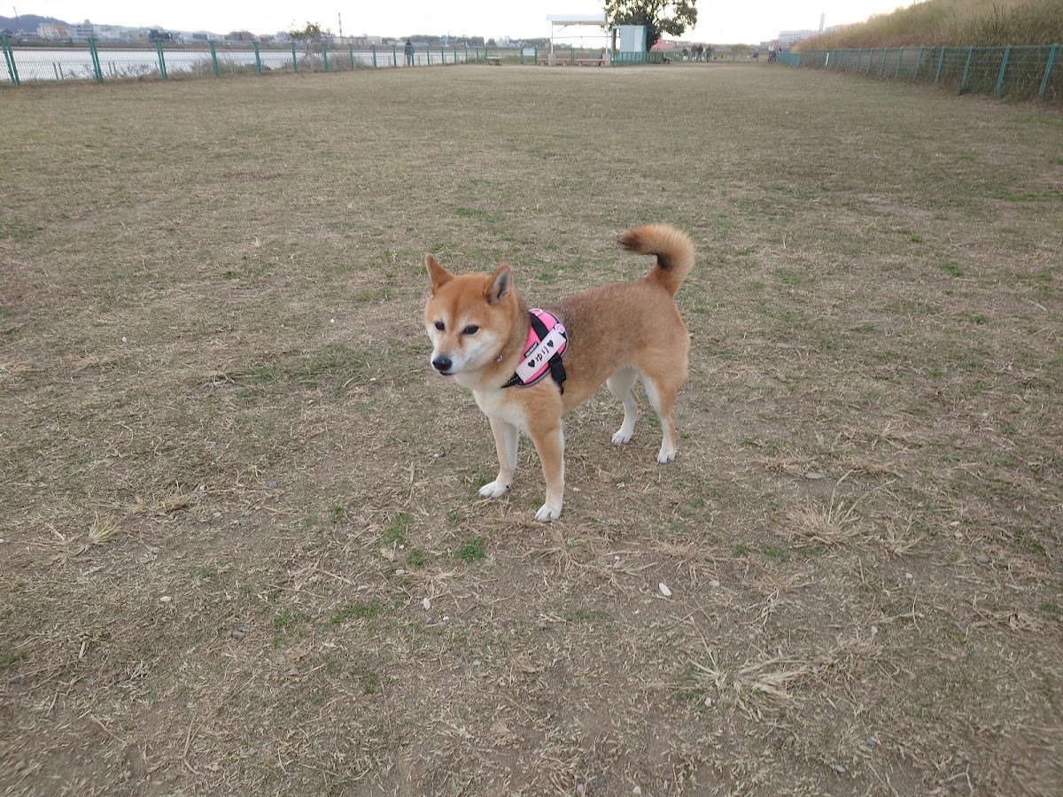 紀の川第1緑地ドッグランの実際の写真