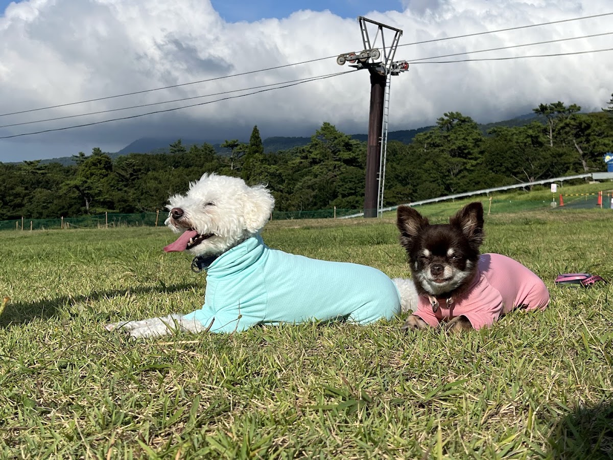 だいせん高原豪円山ロッジ ドッグランの実際の写真