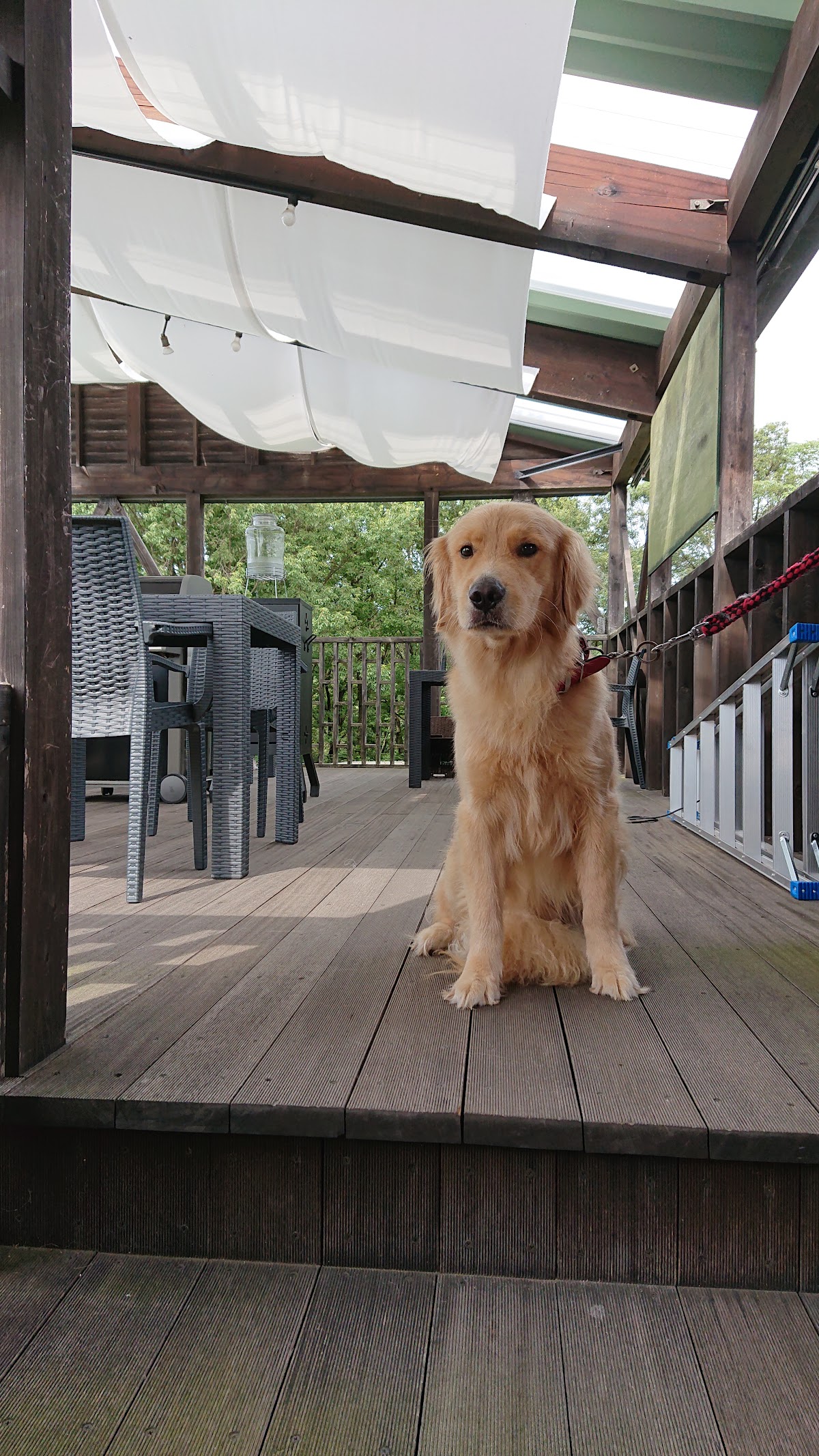 Dog Garden Chesterの実際の写真