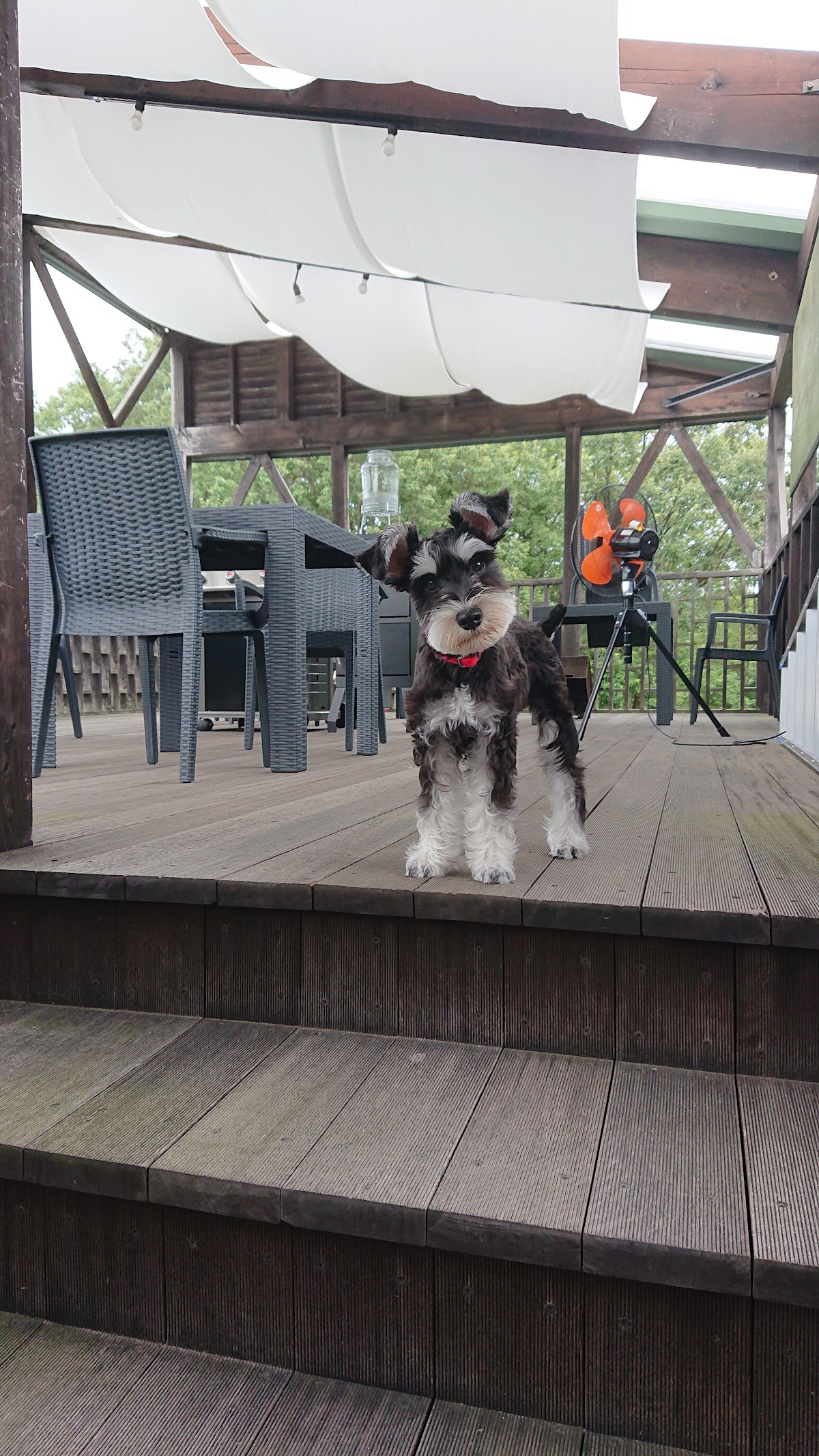 Dog Garden Chesterの実際の写真