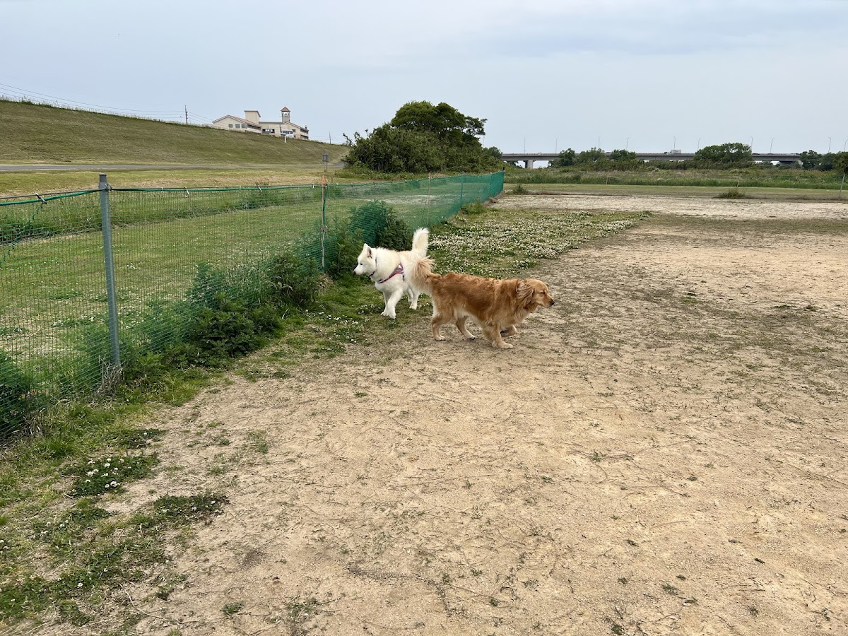 日野川ドッグランの実際の写真
