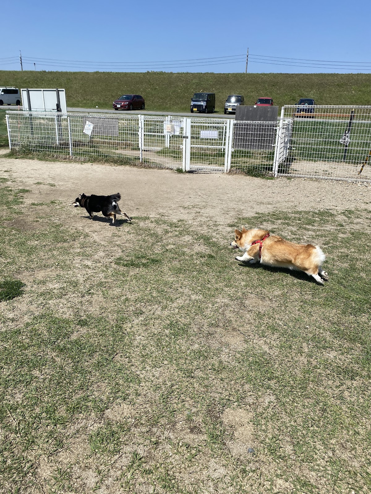 米子愛犬クラブ ドッグラン
