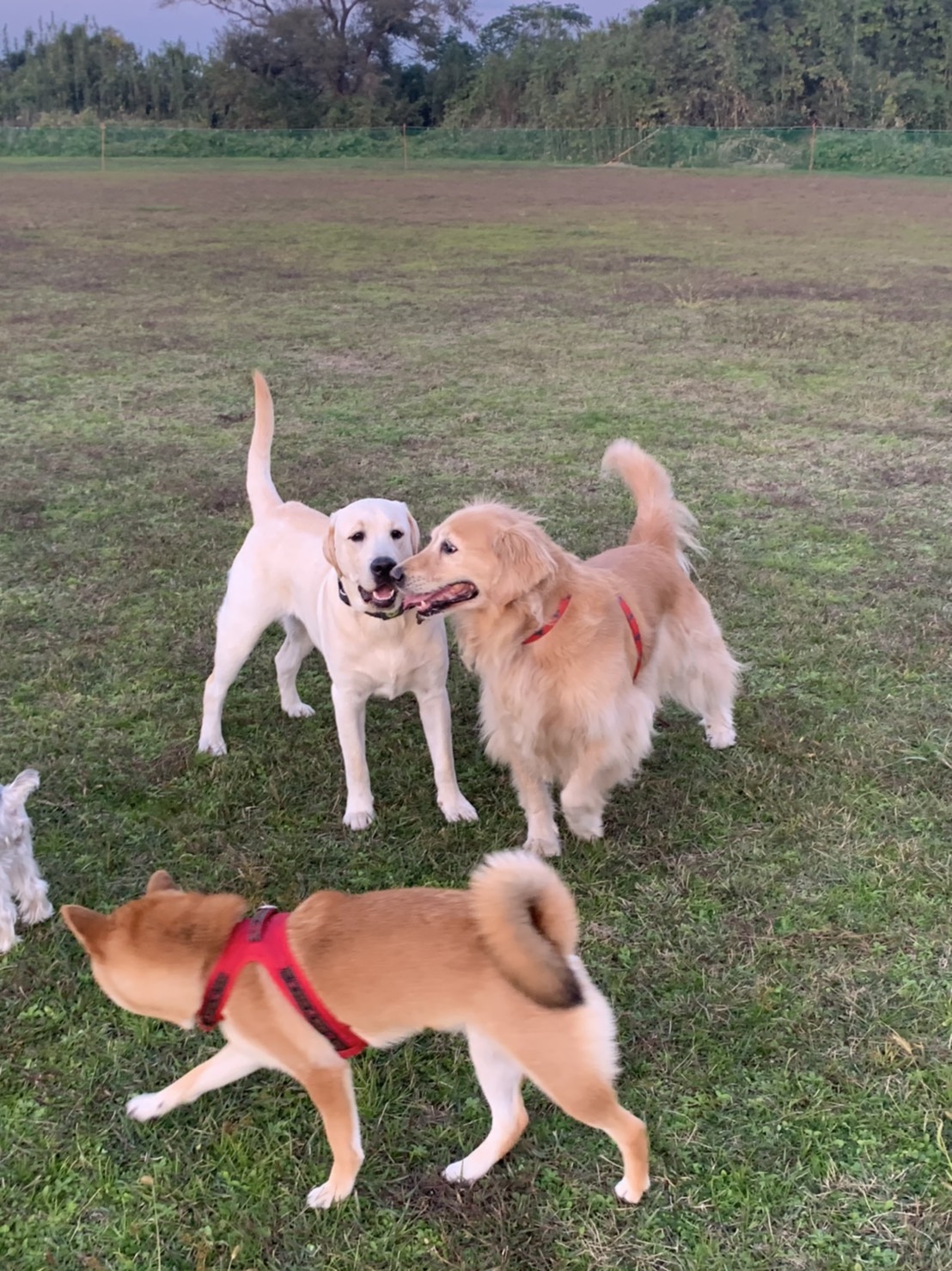 米子愛犬クラブ ドッグランの実際の写真