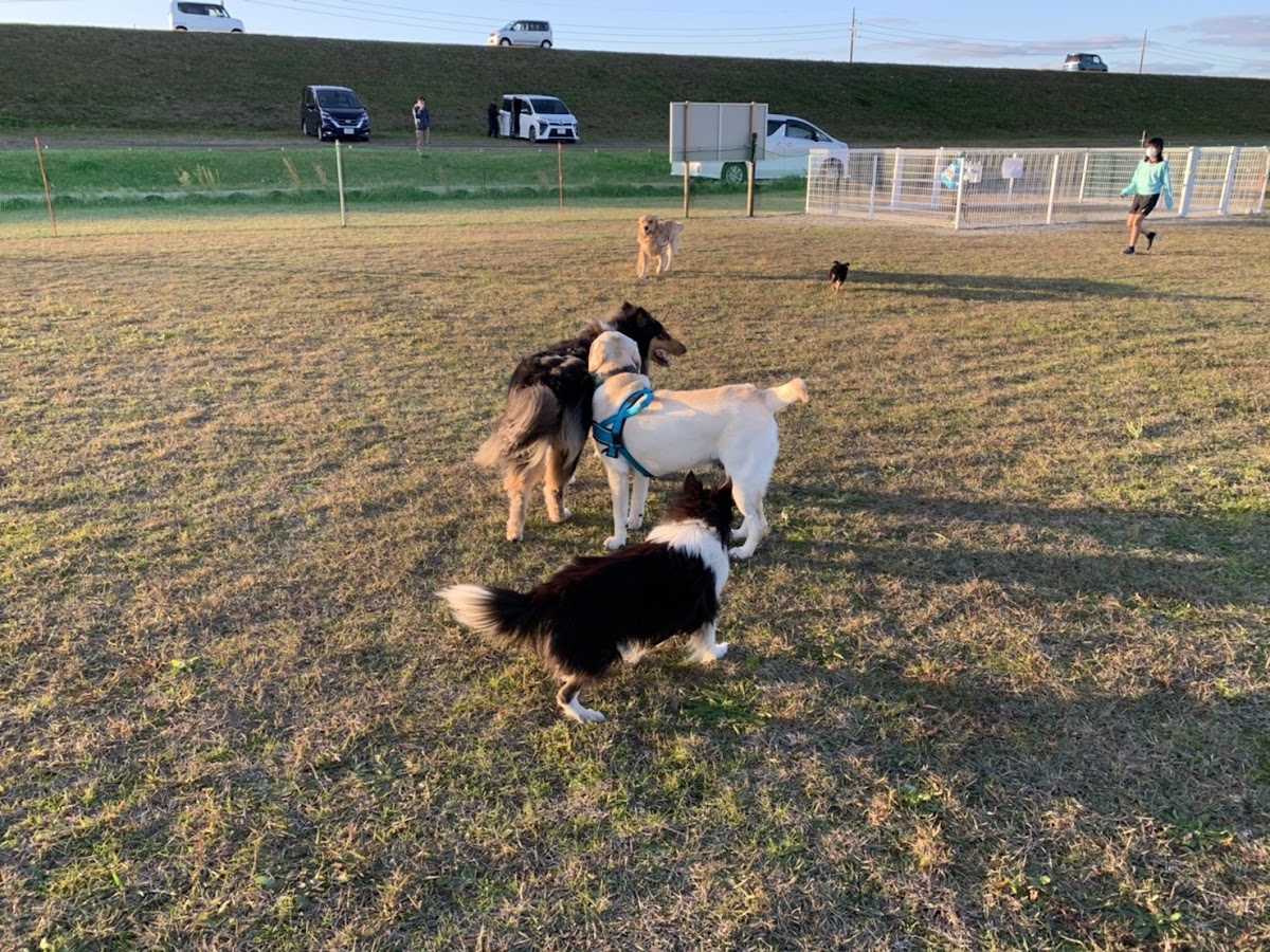 米子愛犬クラブ ドッグランの実際の写真