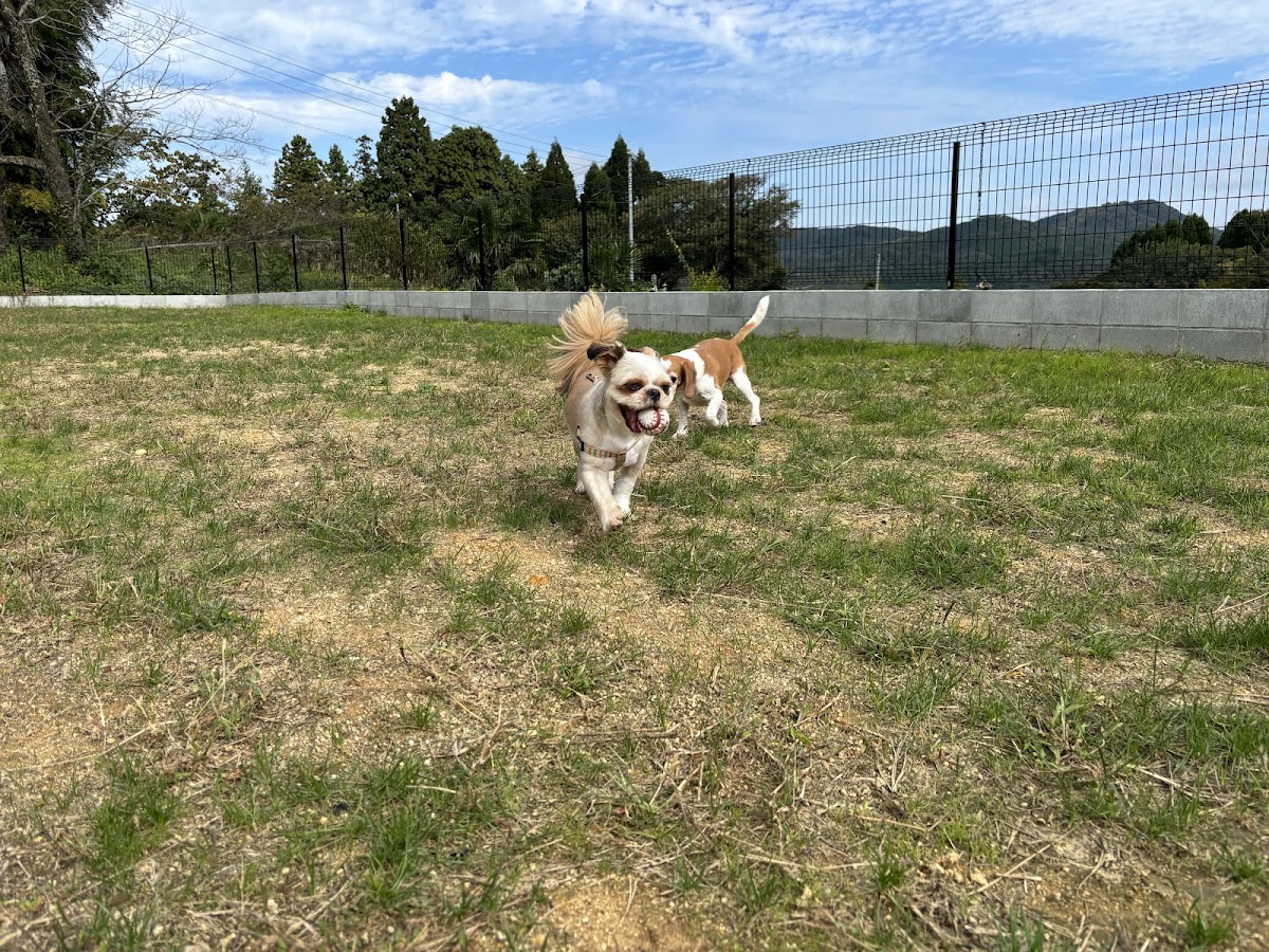 スカイドッグラン ‘SKY Dog run’の実際の写真