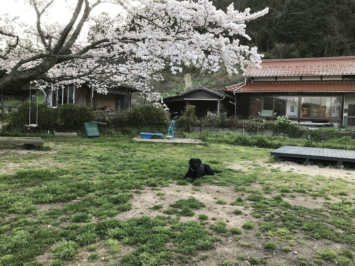 空庭ドッグラン
