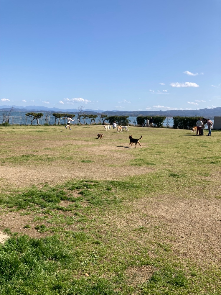 大海崎メモリアルパーク横ドッグラン