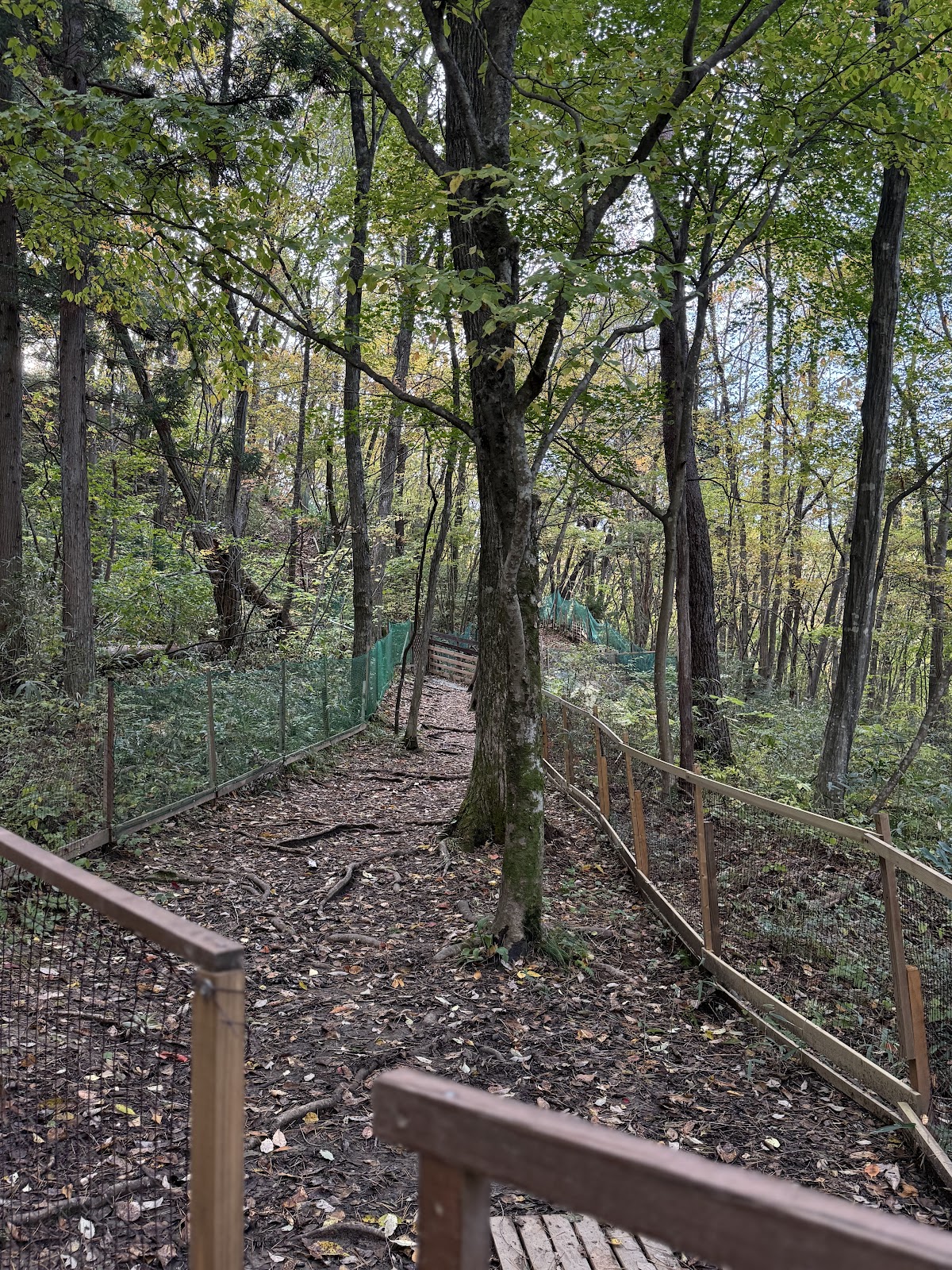里山ドッグランサムの実際の写真