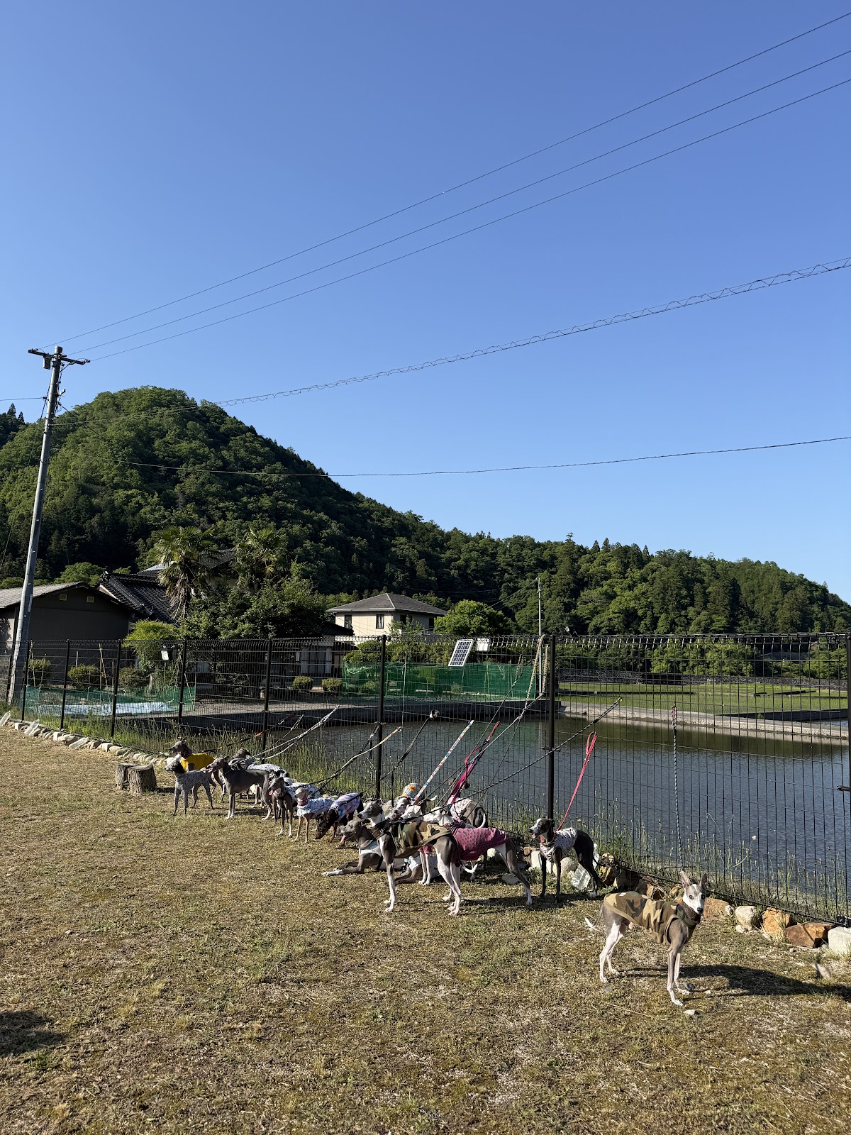 ドッグラン ROAN キャンプ広島の実際の写真