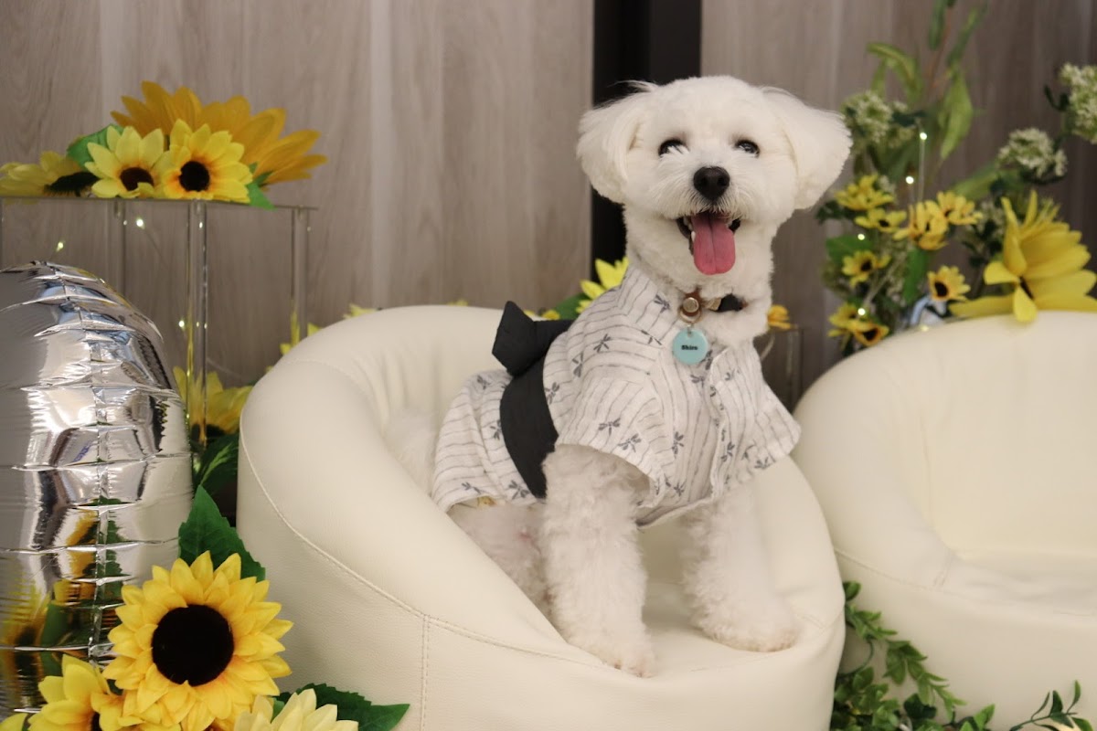Luxe Dog Lounge