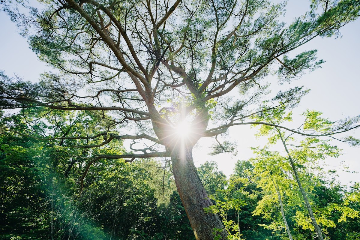 冠高原ドッグパーク ハヤシミドリの実際の写真