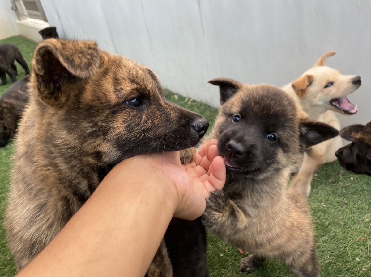 池ヶ丘ドッグラン公園