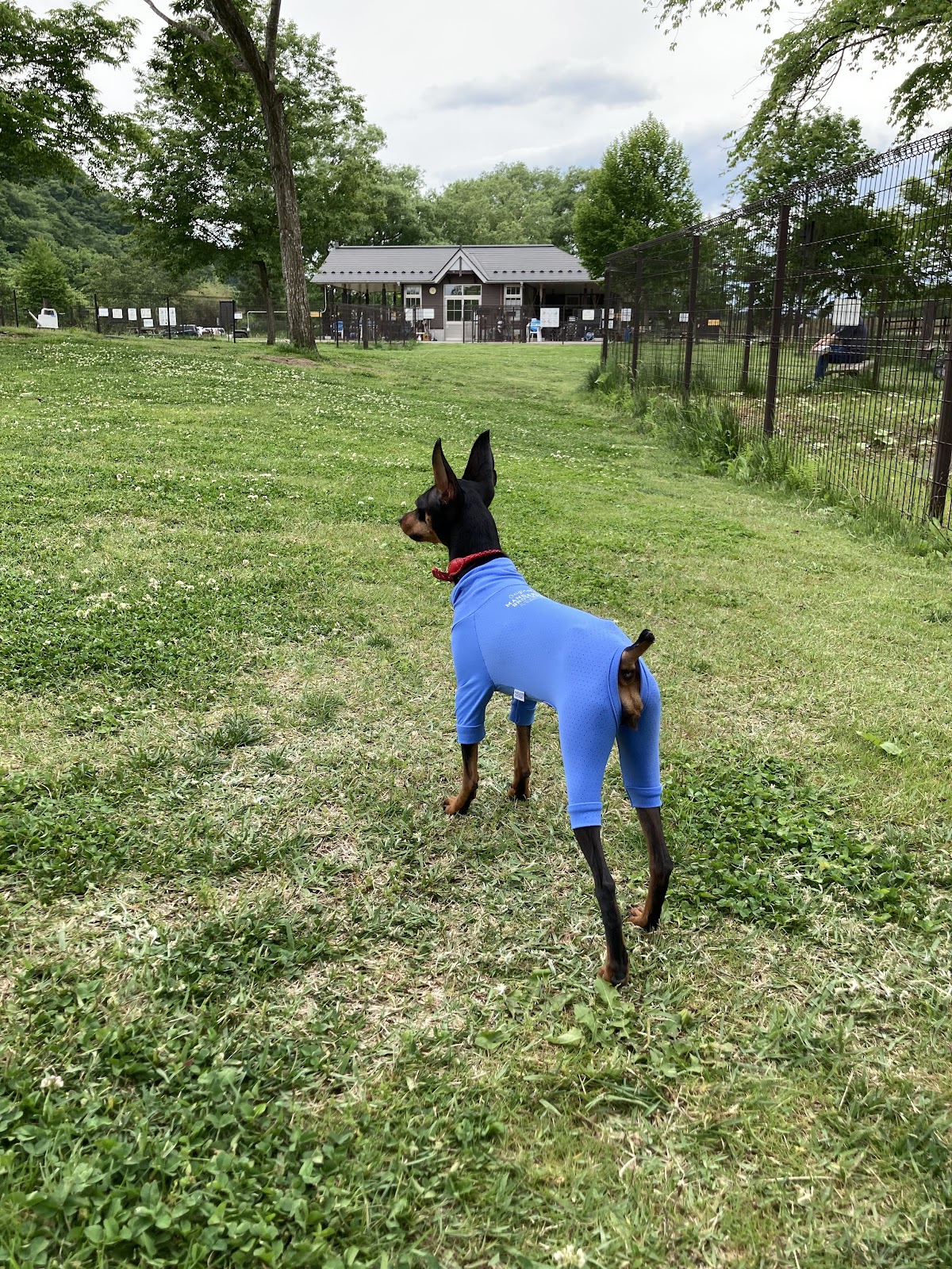 森のドックランの実際の写真