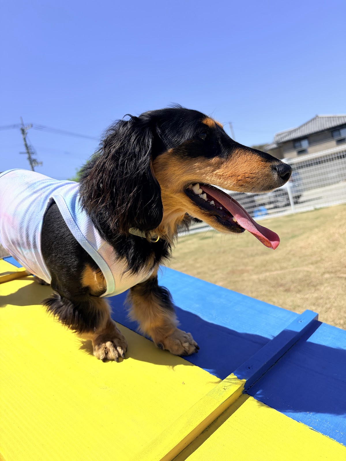 ドッグラン わんピースの実際の写真