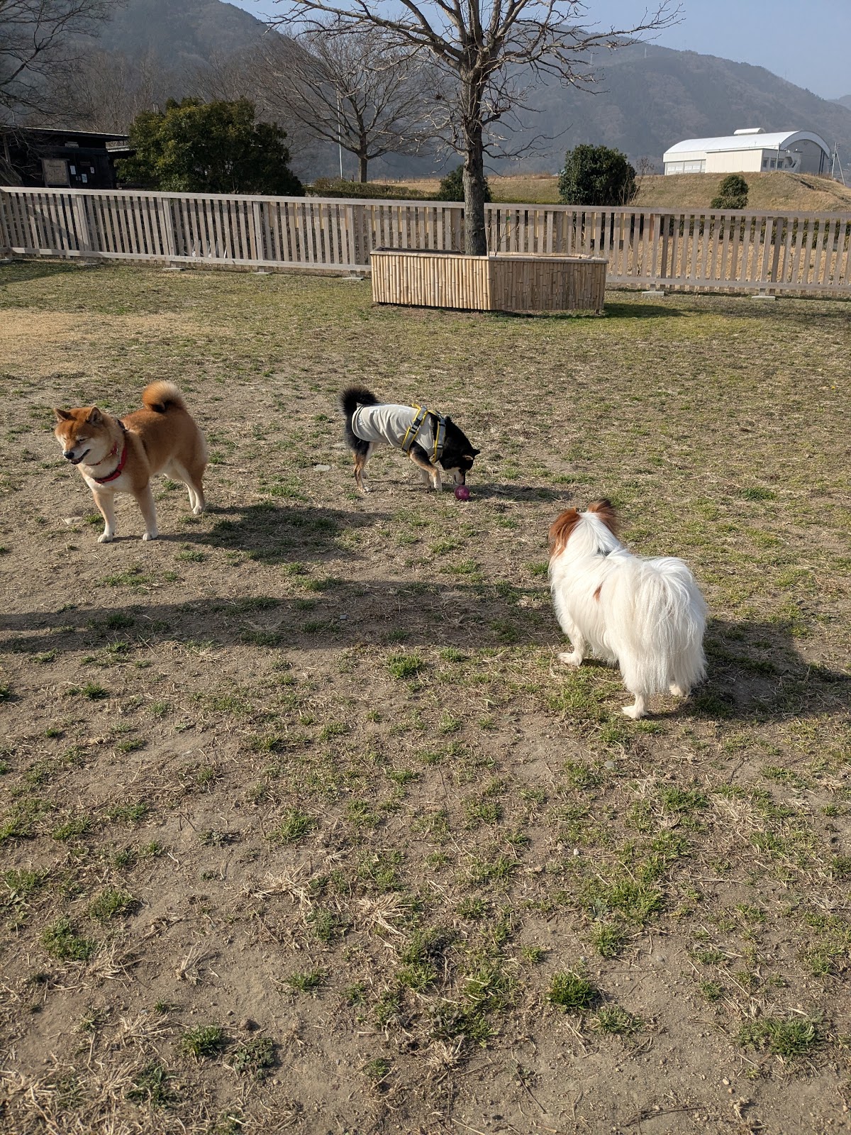 水辺の楽校中鳥川公園ドックランの実際の写真