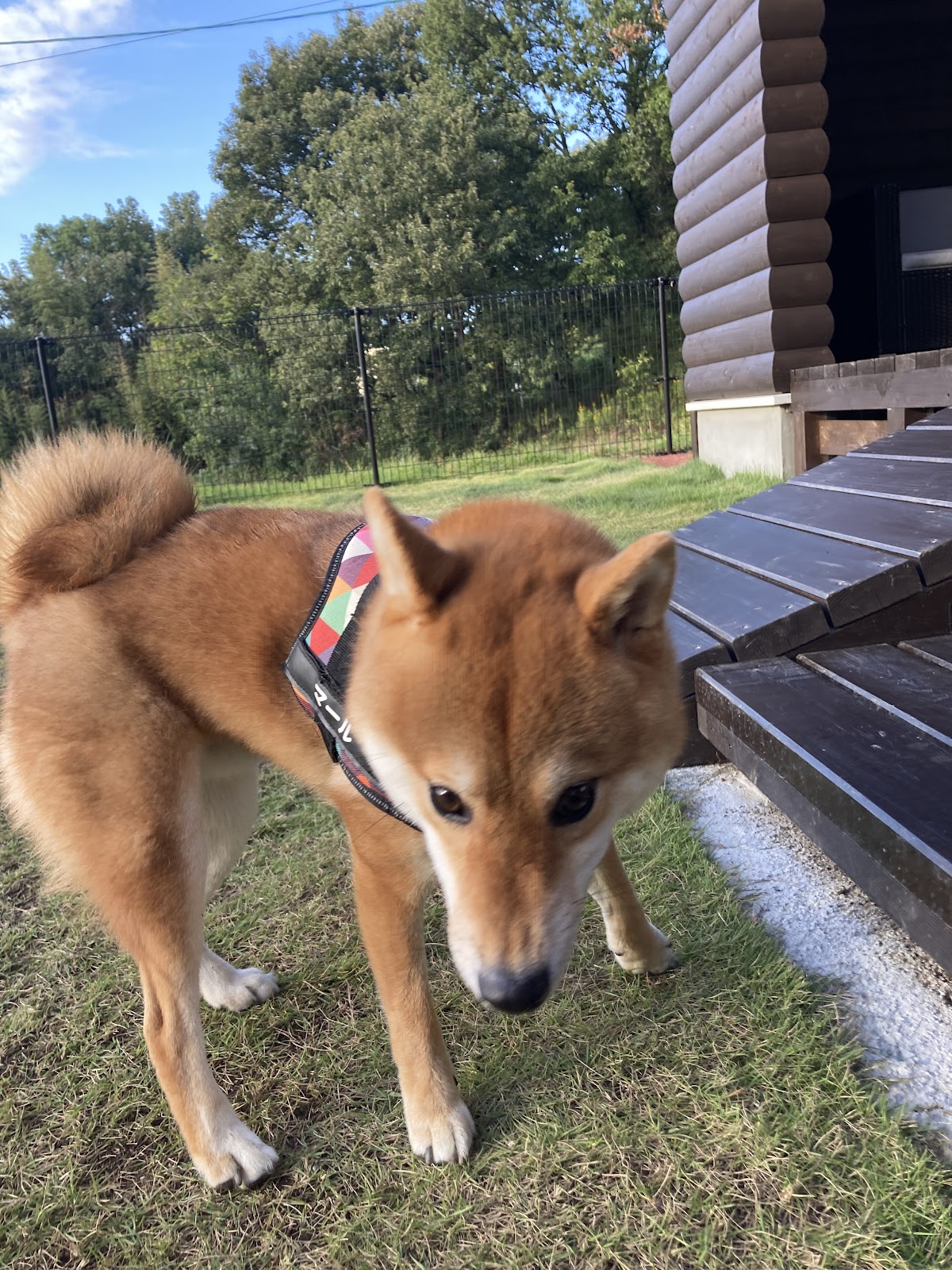 ドッグラン ユウランドの実際の写真