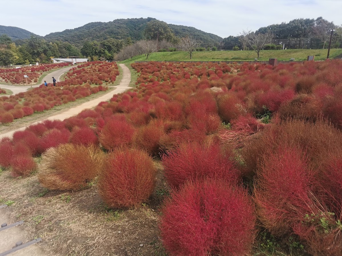国営讃岐まんのう公園・ドッグラン