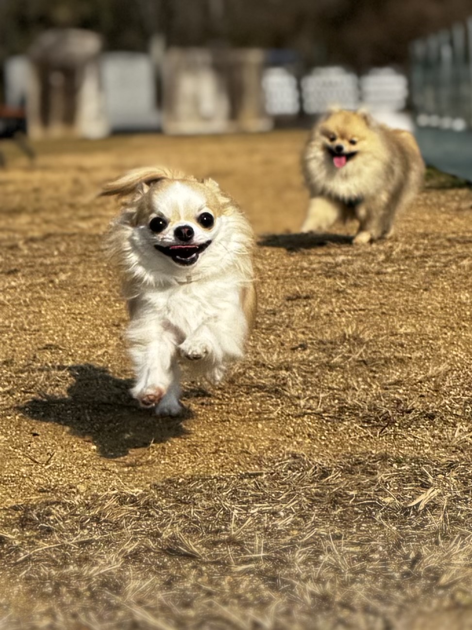 さぬき動物霊園ドッグランの実際の写真