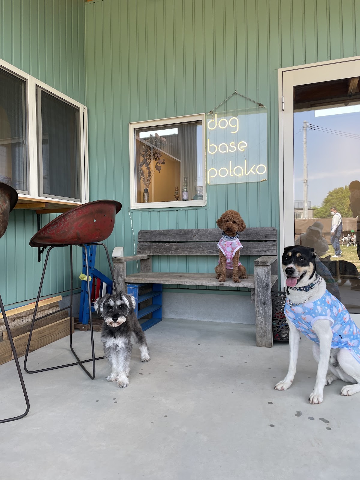 dog base polako (ポラーコ)の実際の写真