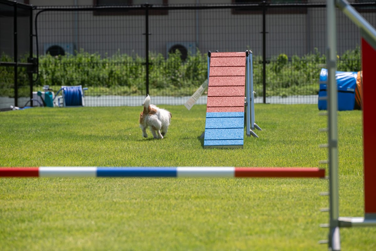 Tinee Dog Park（タイニー ドック パーク）の実際の写真