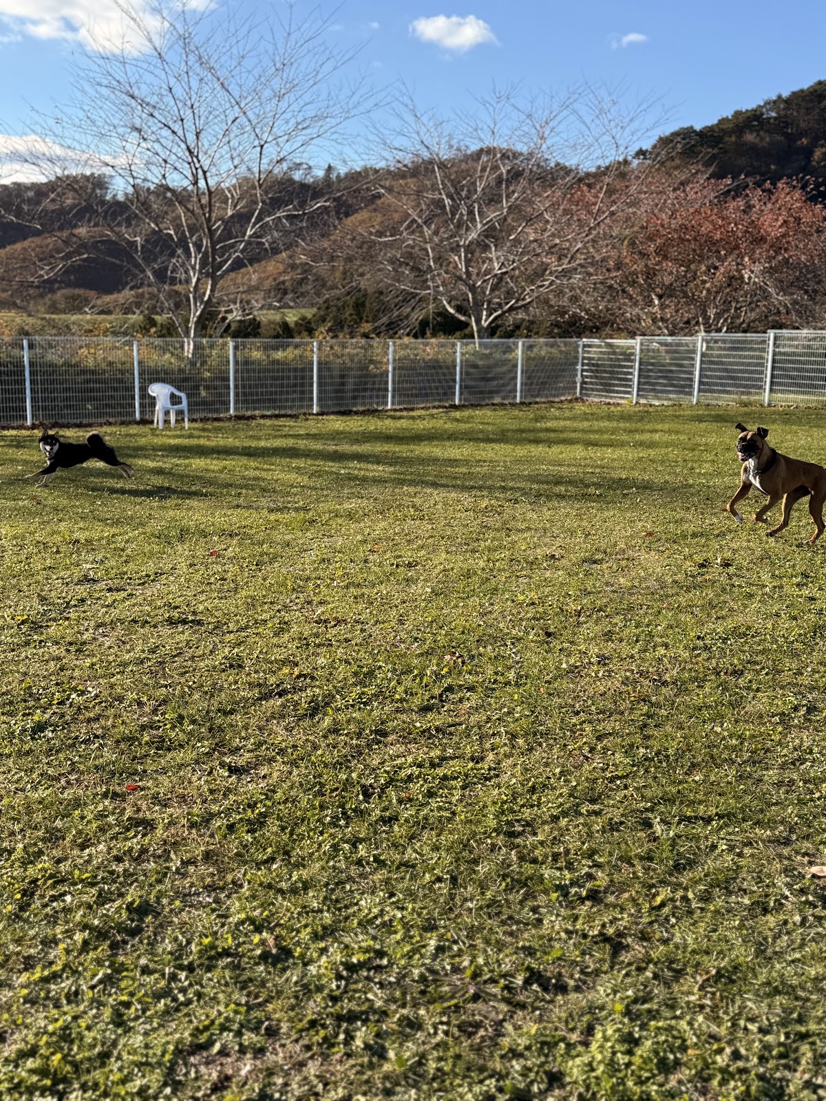 モ〜ランドドッグラン