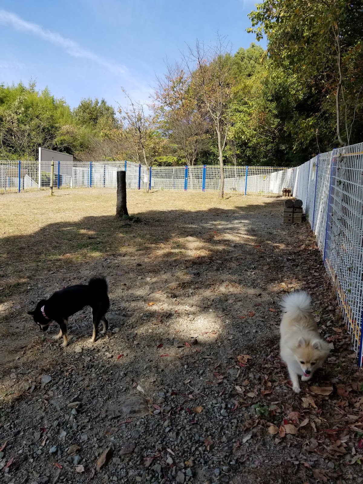 松山総合公園ドッグランの実際の写真