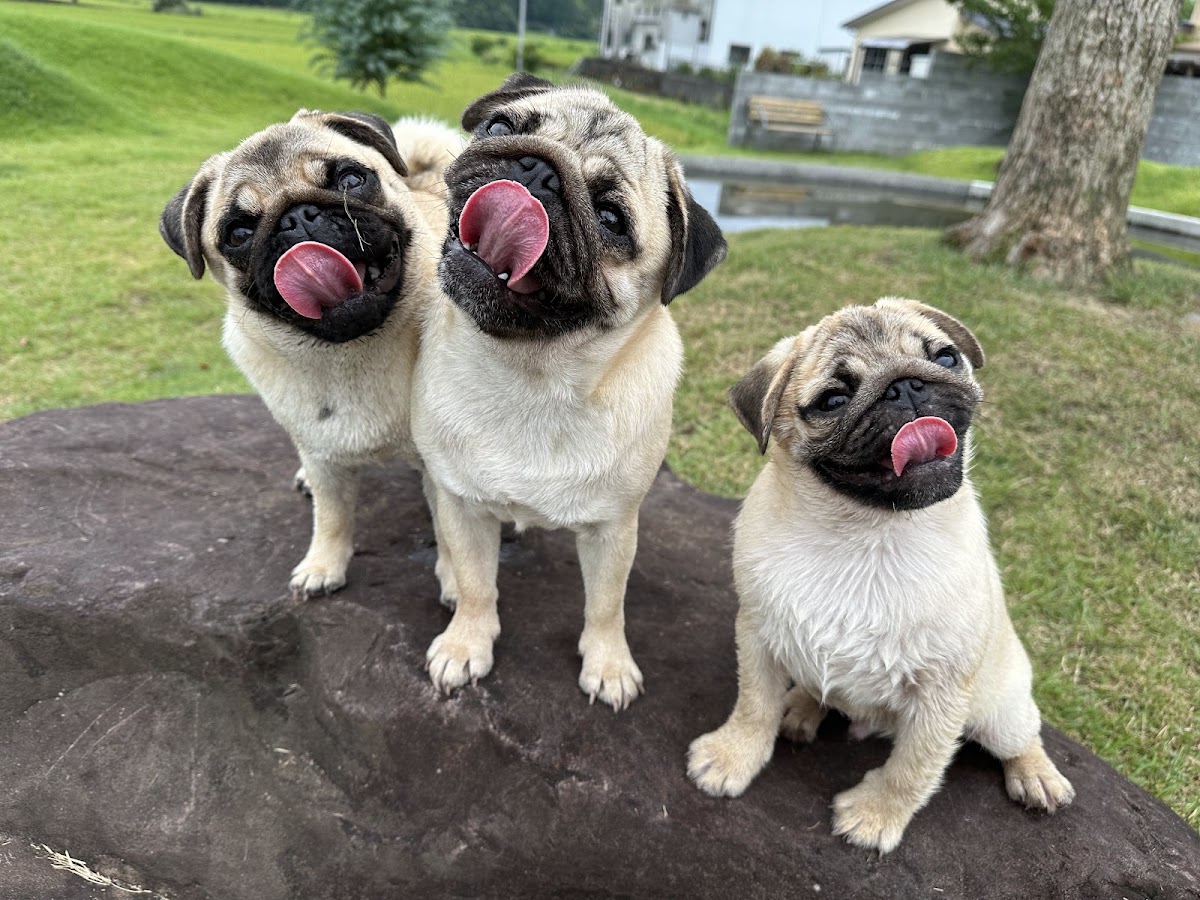 WANLIFE DOG VILLAGEの実際の写真