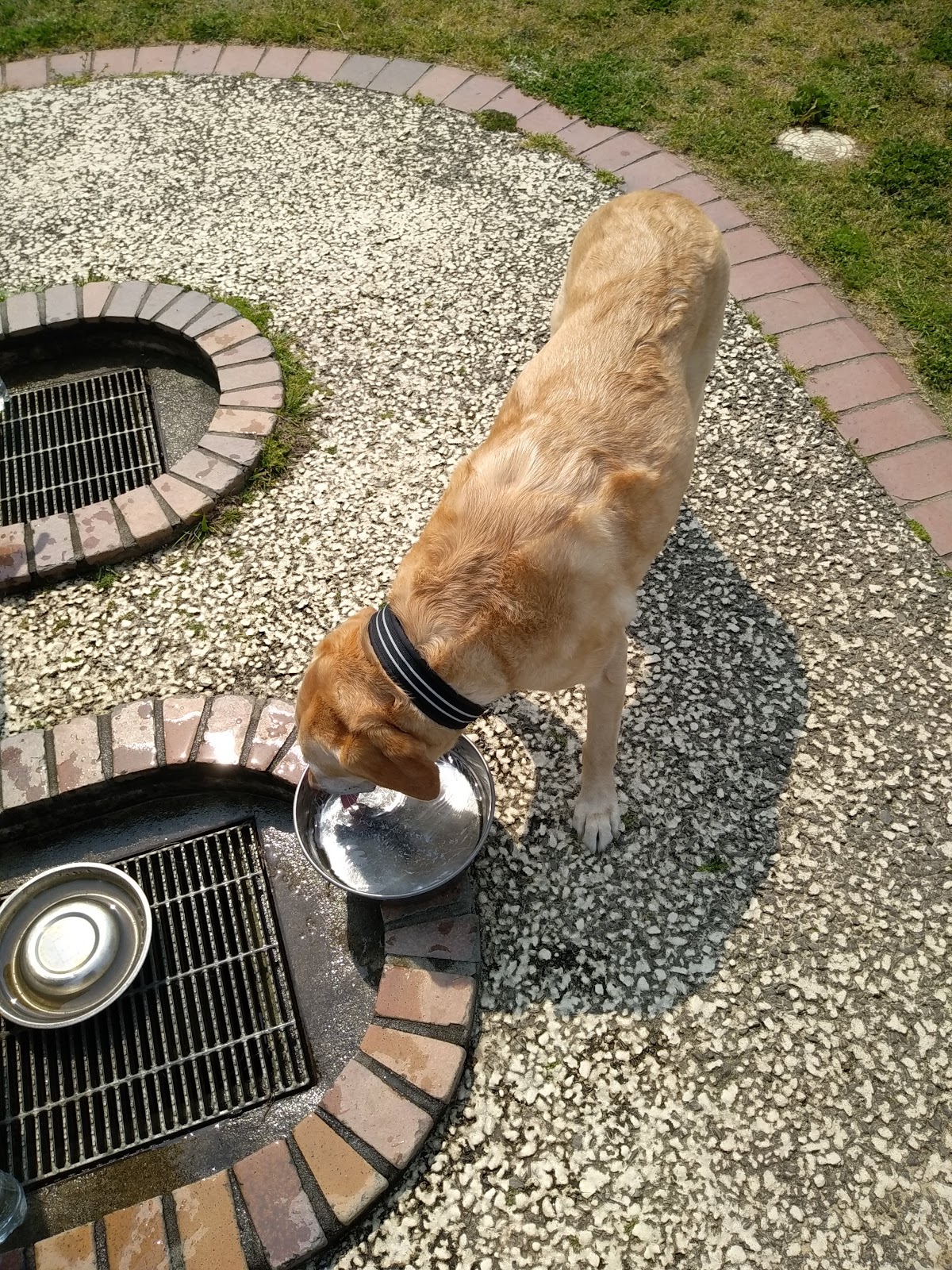 ドッグラン（海の中道海浜公園）の実際の写真