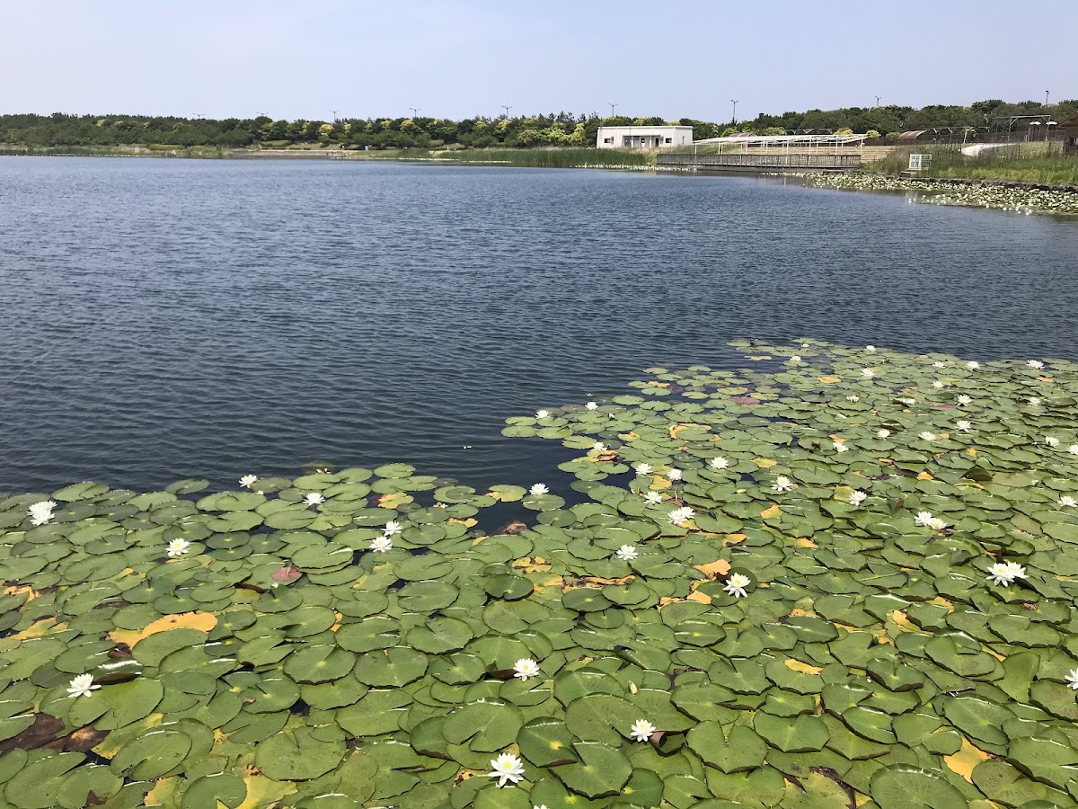 ドッグラン（海の中道海浜公園）の実際の写真