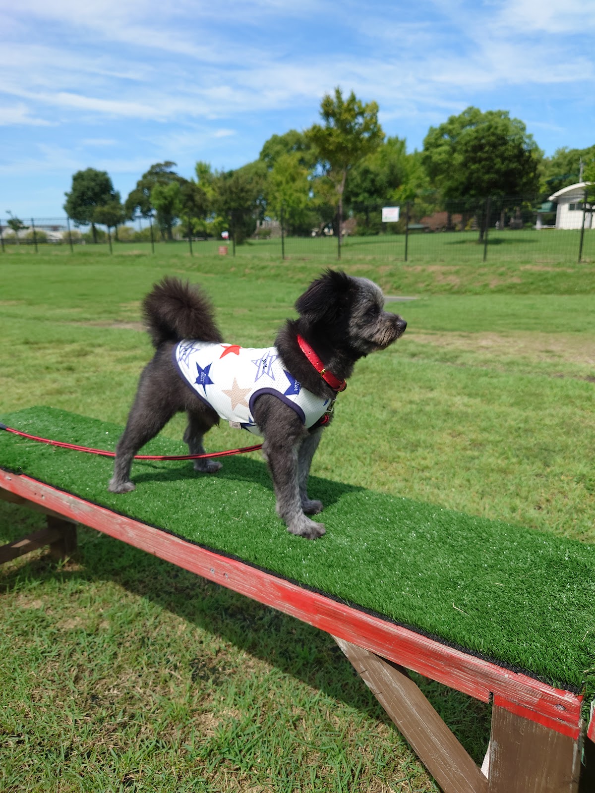 筑後広域公園 ドッグランの実際の写真