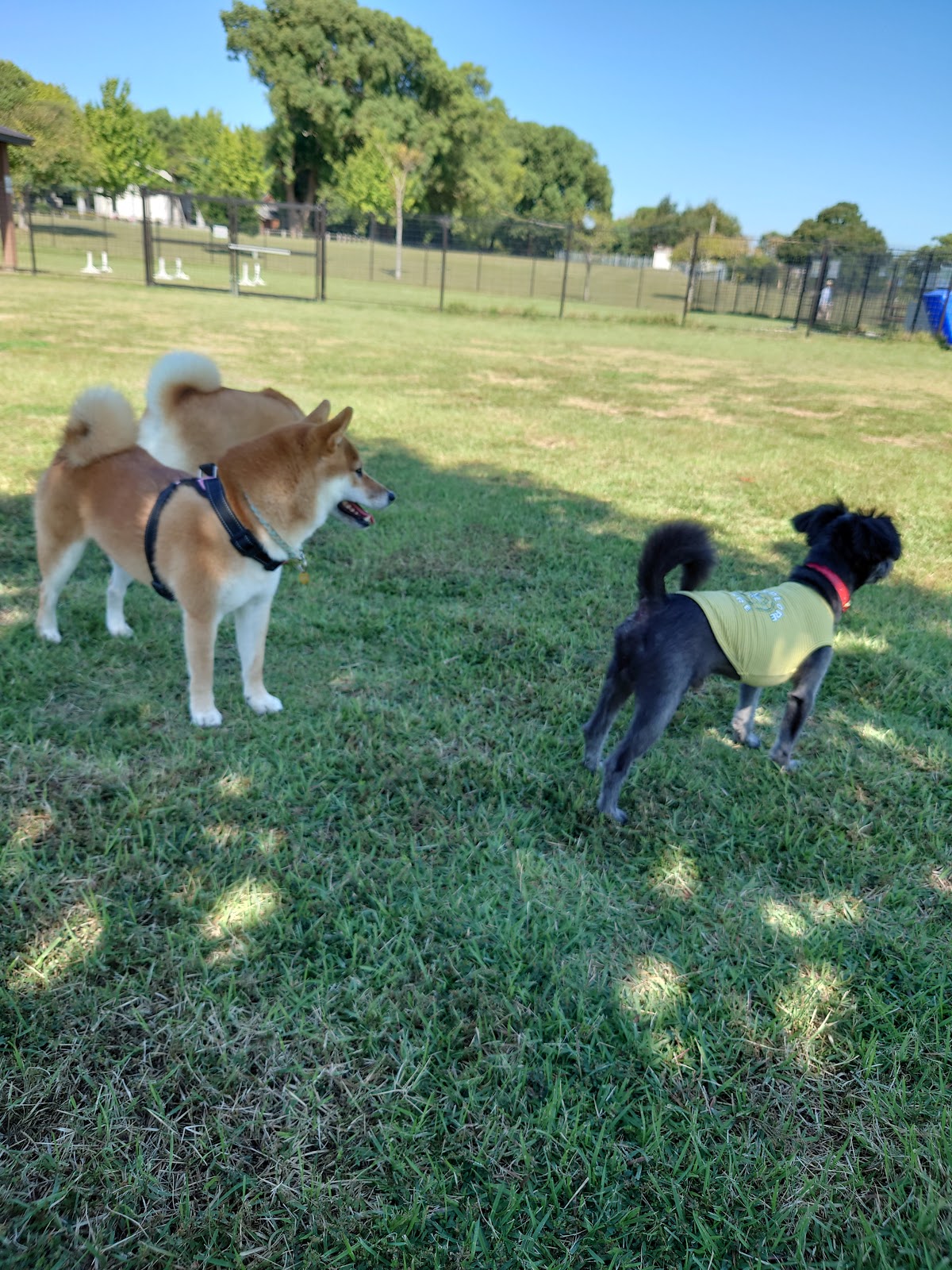 筑後広域公園 ドッグランの実際の写真