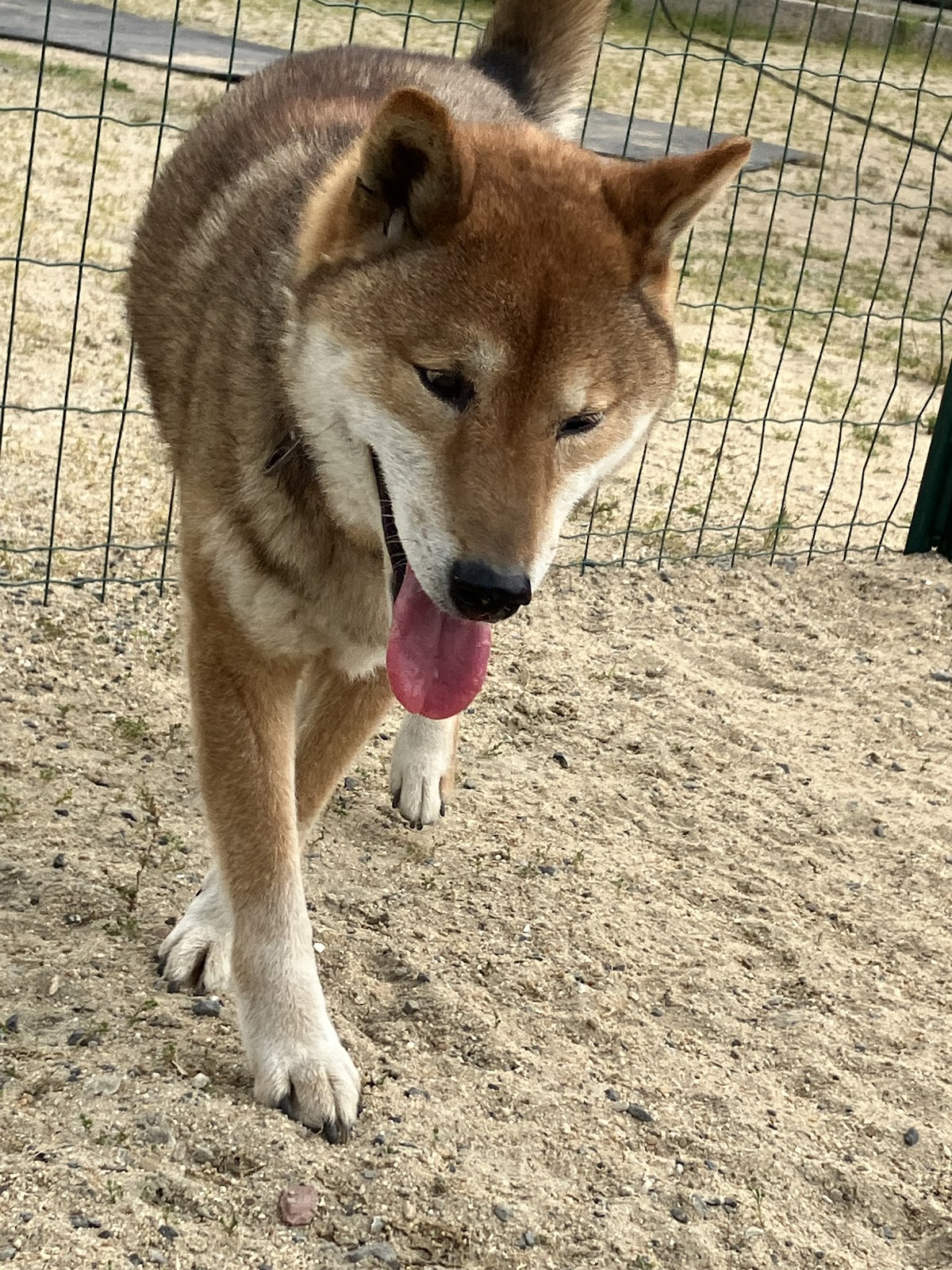 わんわんビレッジの実際の写真