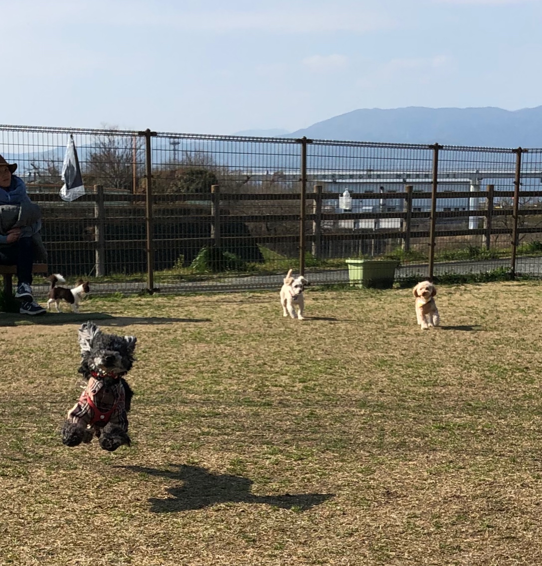リバーサイドパークドッグラン