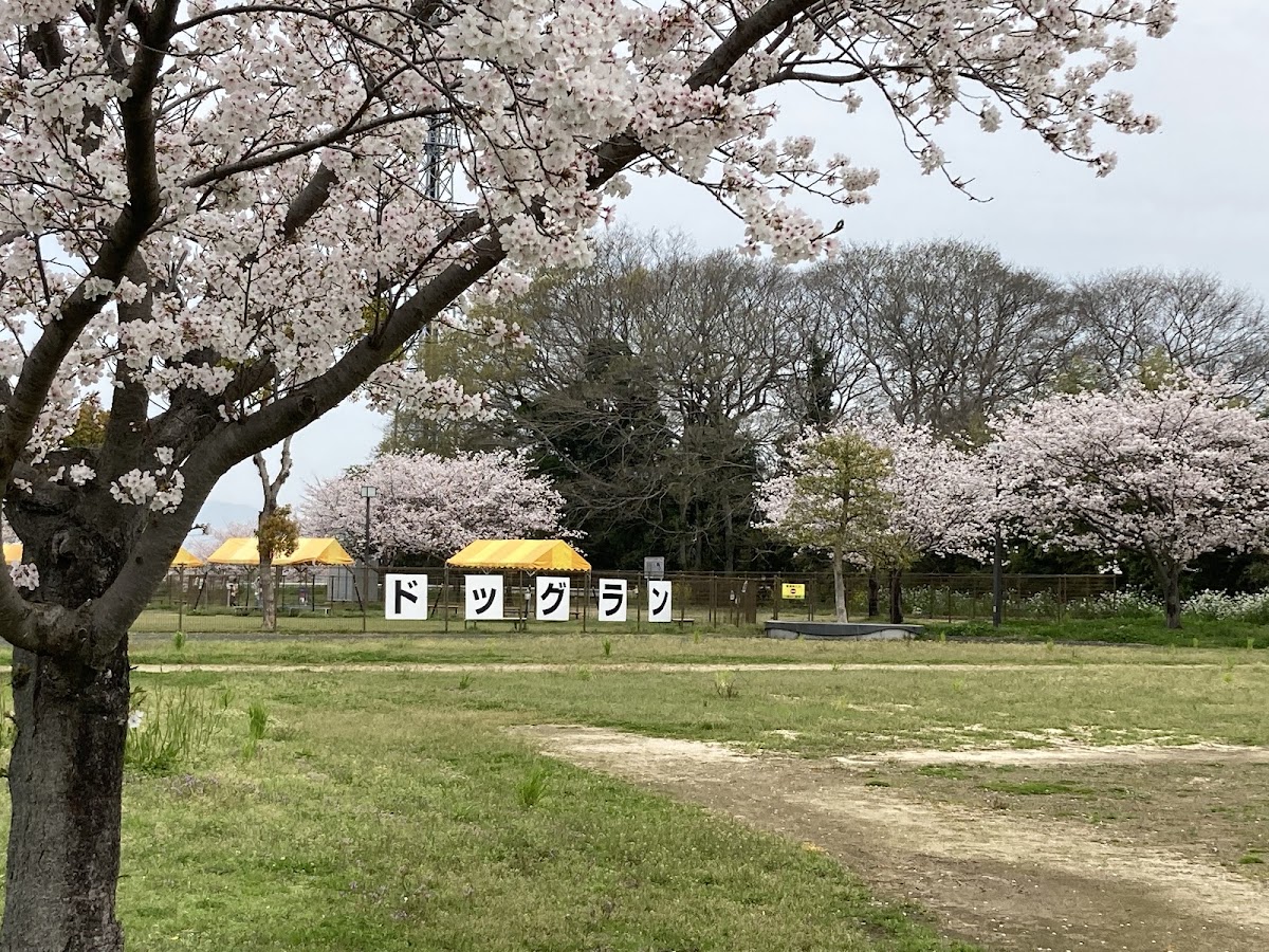 リバーサイドパークドッグランの実際の写真