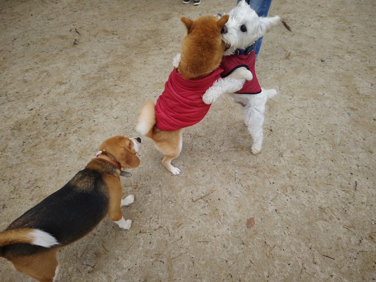 西部運動公園ドッグランの実際の写真
